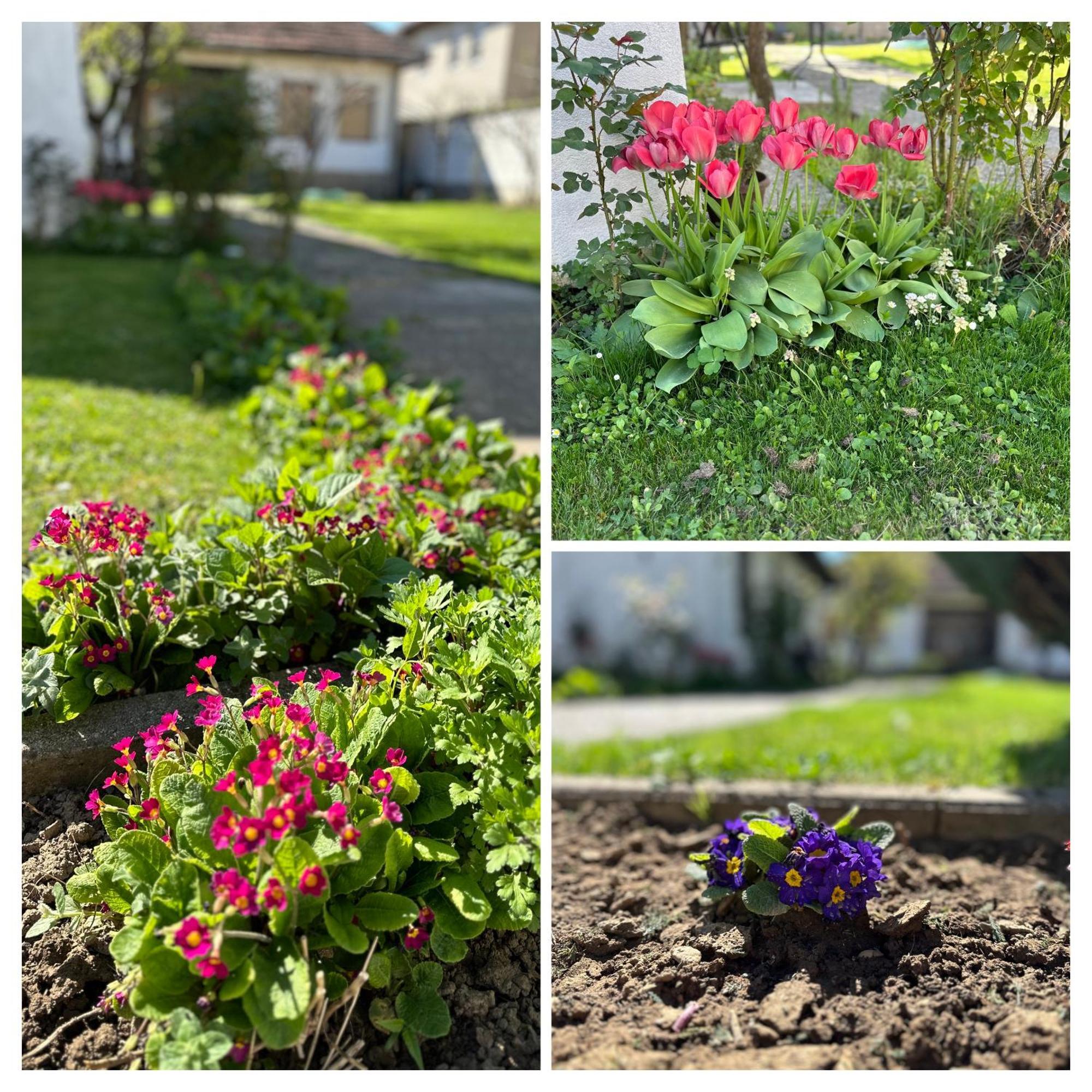 Garden Guesthouse Gjakova 外观 照片