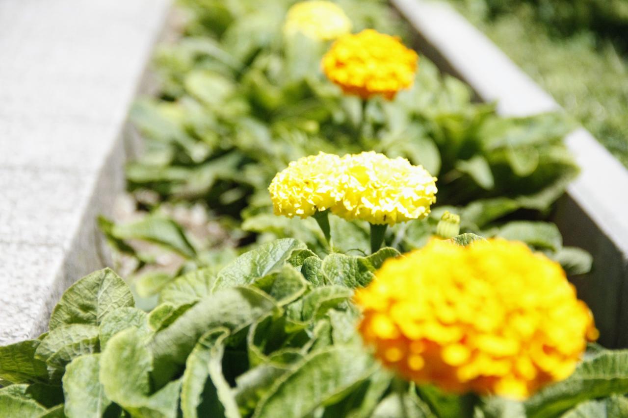 Garden Guesthouse Gjakova 外观 照片